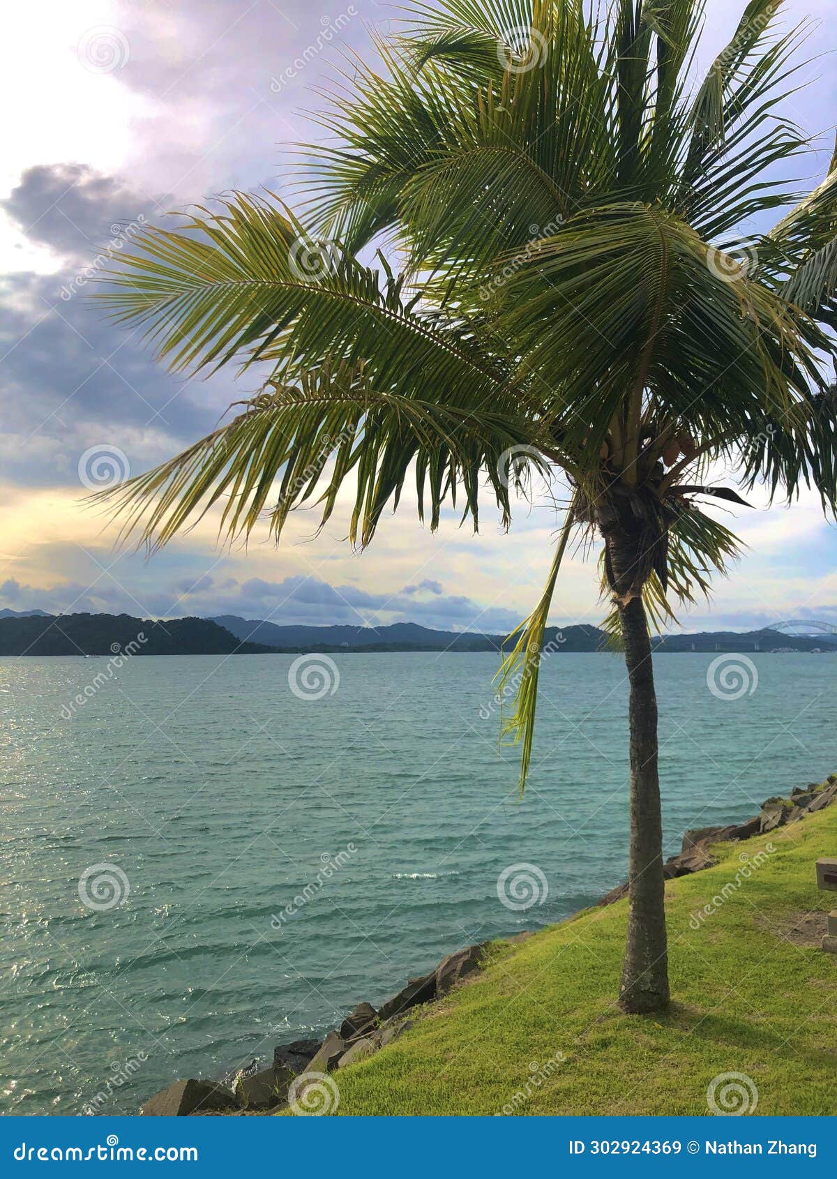 palm tree next to panama canal