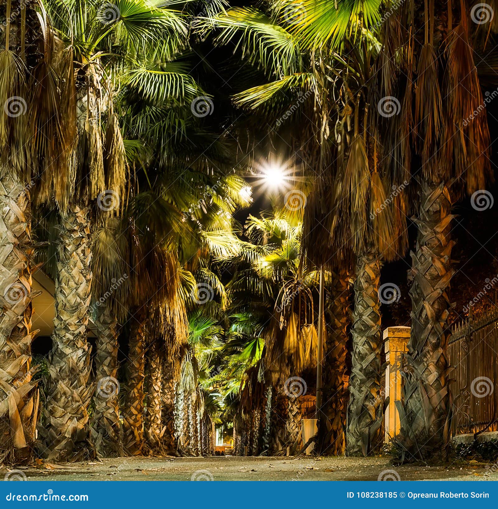 Palm Tree In Night Stock Image Image Of Close Landscape 108238185
