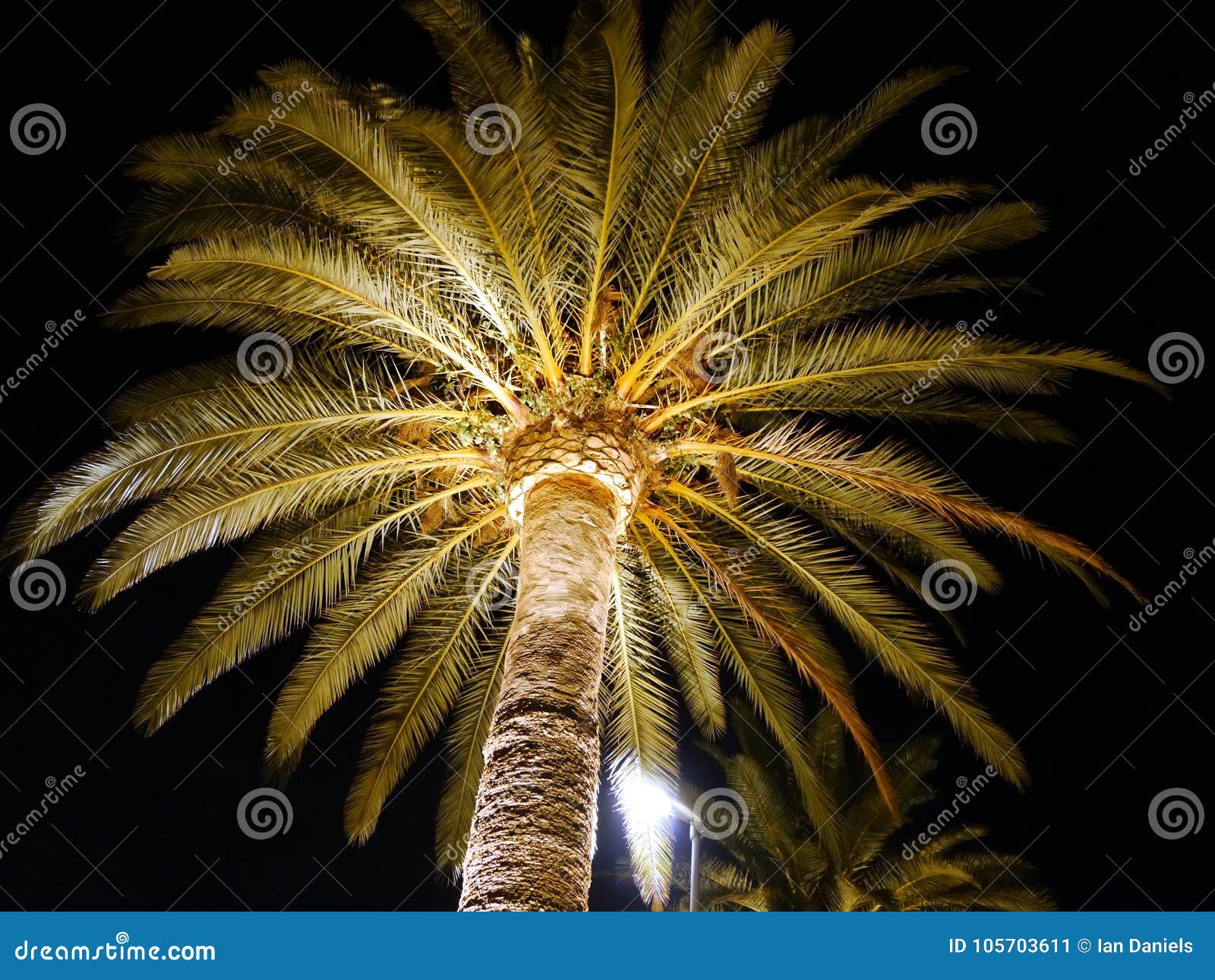 Palm Tree at Night Lit by a Spotlight from Below Stock Image Image of