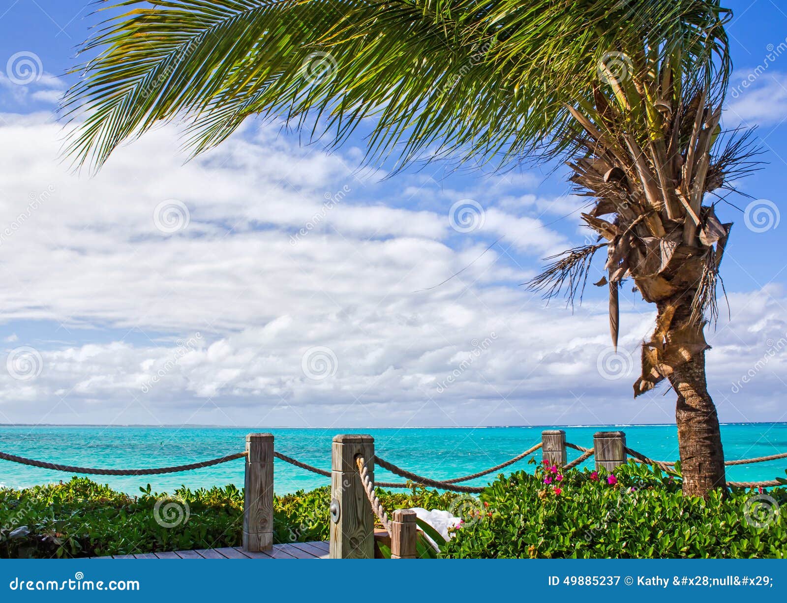 Palm Tree Overhanging Boardwalk Stock Image Image of windy, path