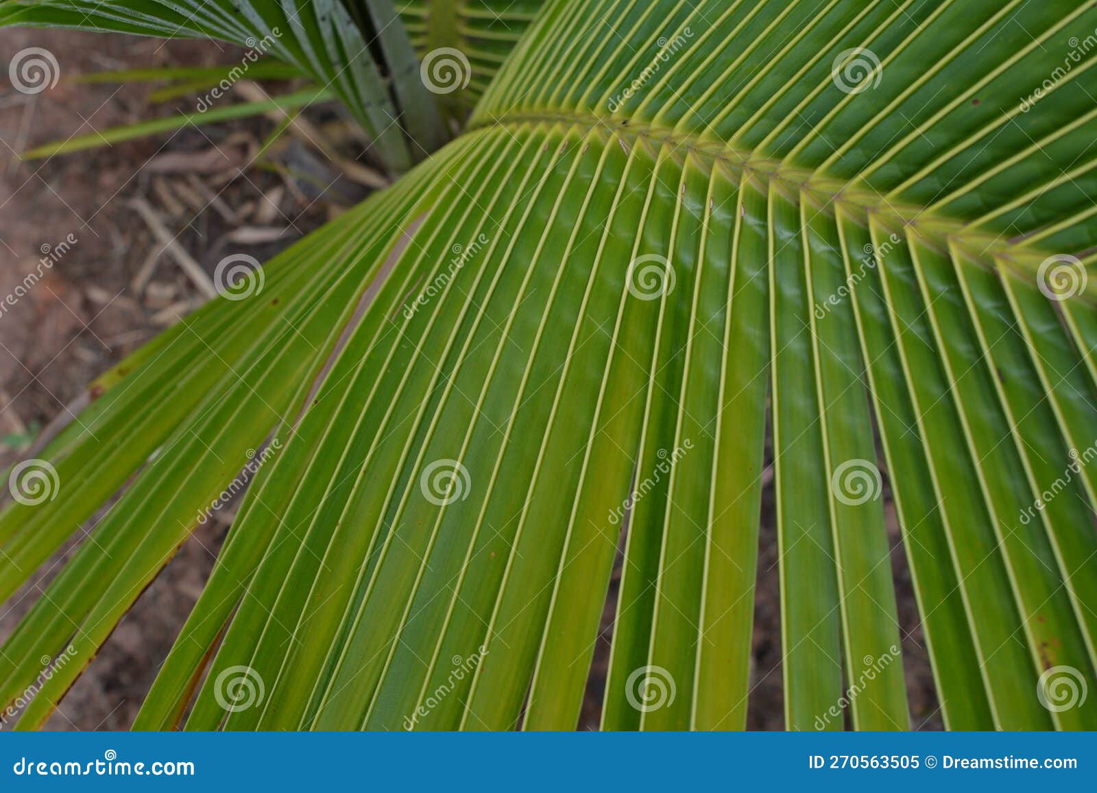 palm tree. palmera rainha leaf with zoom style photo, brazil, south america, blurred background