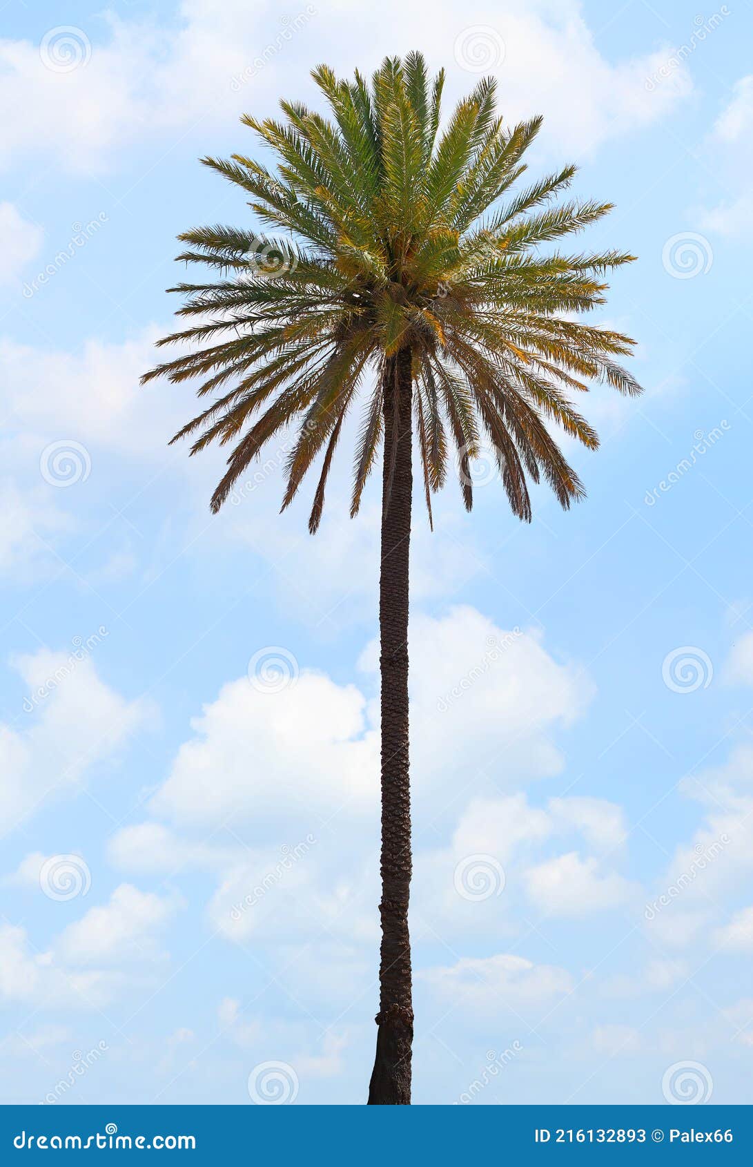 Palm Tree, Phoenix Canariensis Stock Image Image of growth, crown