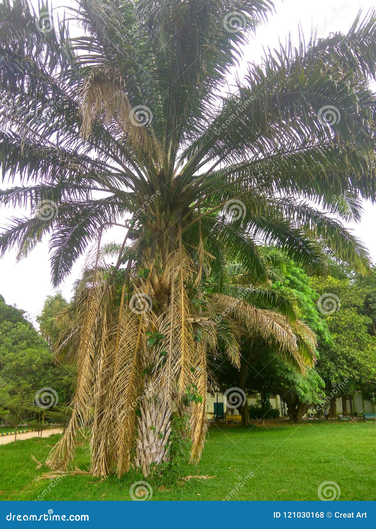 palm tree.phoenix canaries