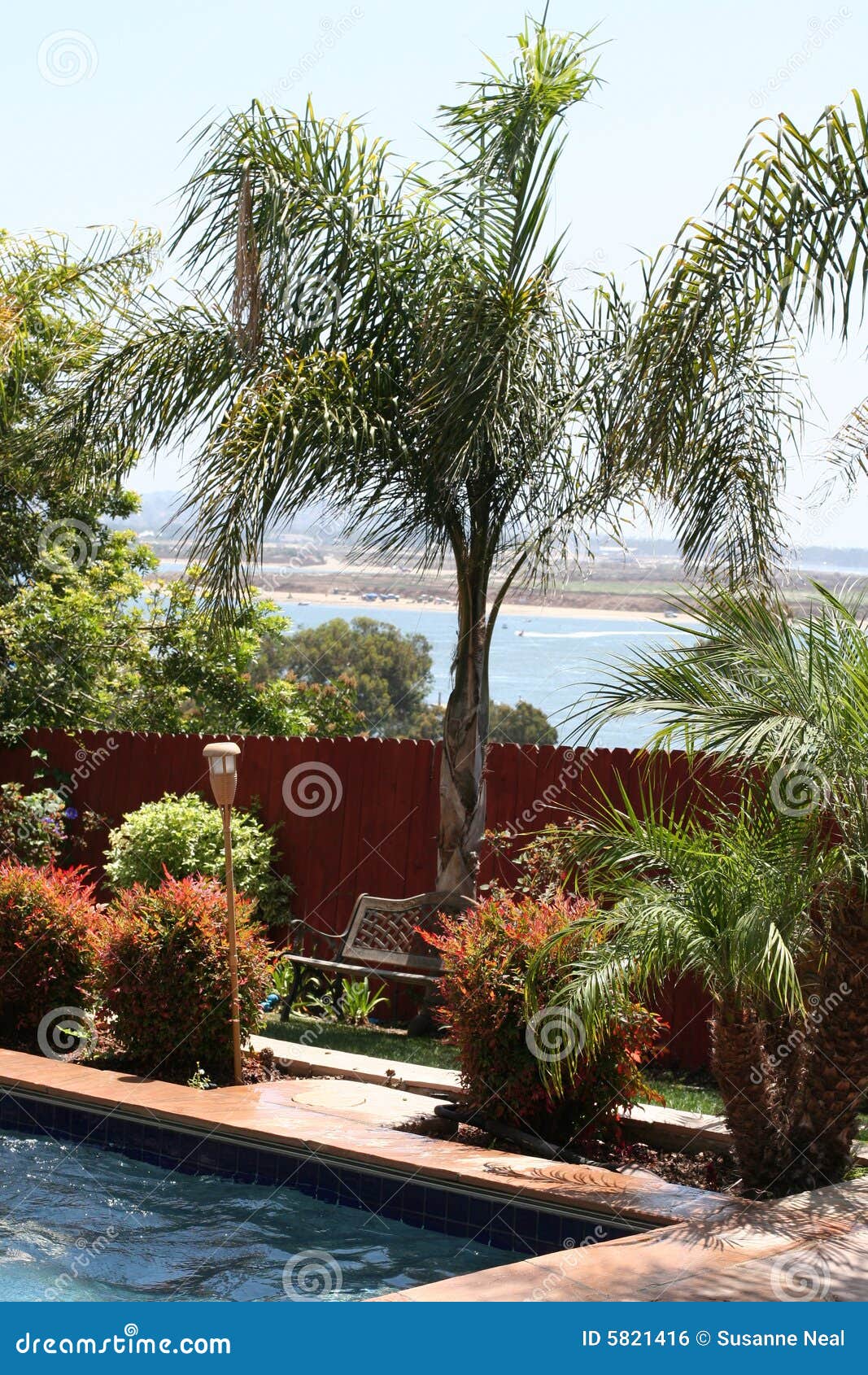 palm tree, pool, bay, backyard royalty free stock image