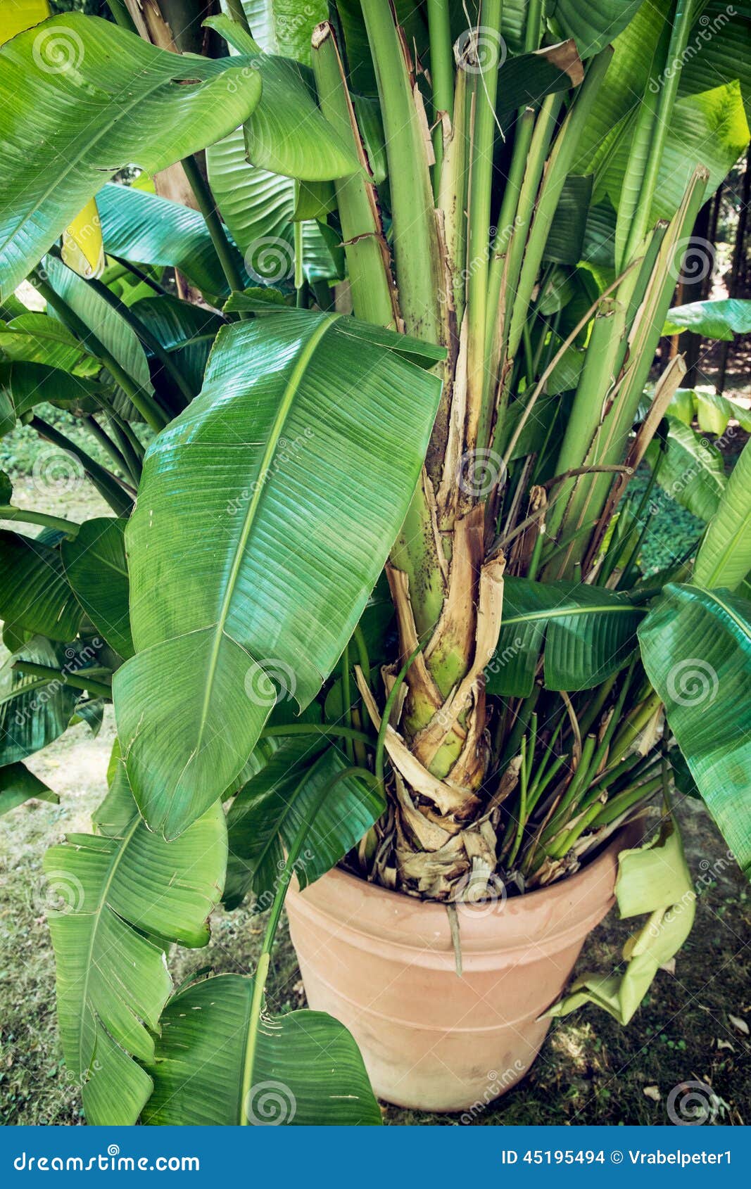 Palm tree in the pot stock photo. Image of nature, botanical 45195494