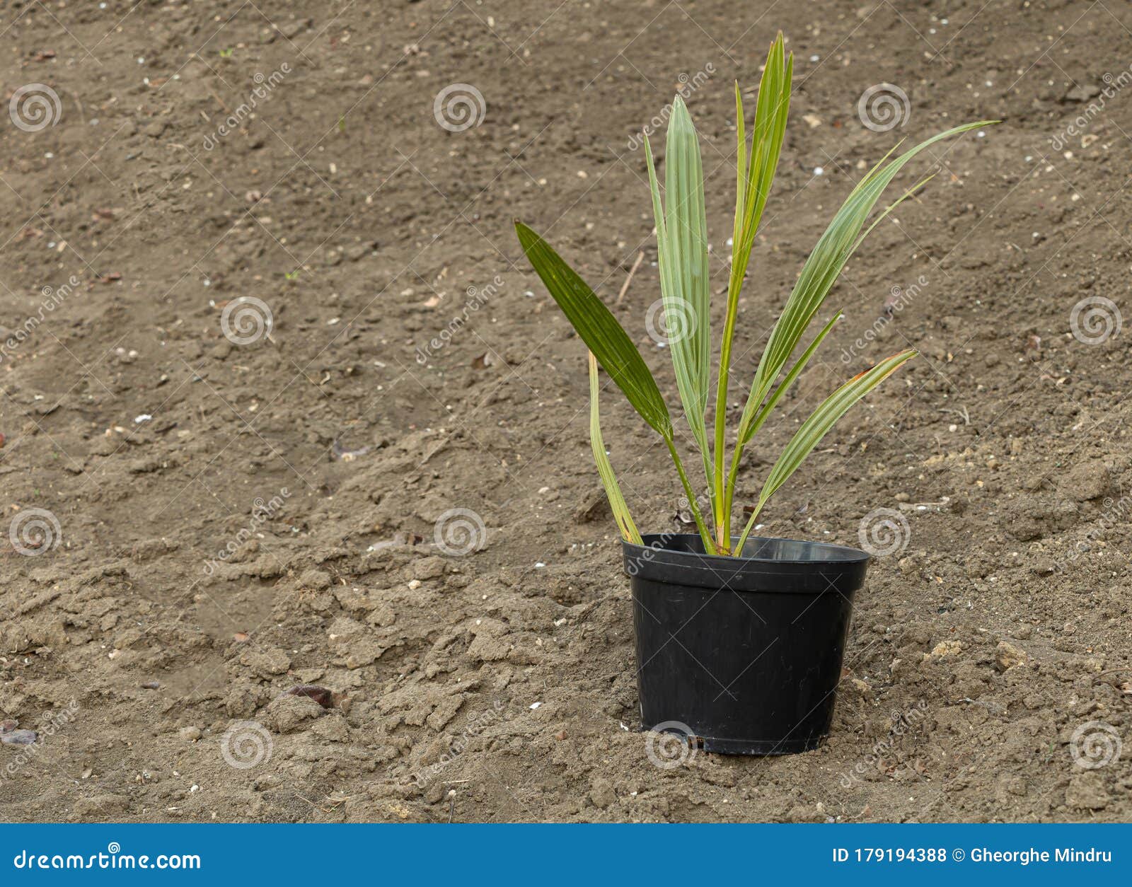 Palm Tree in the Pot Growing Beautiful Stock Photo Image of flowerpot