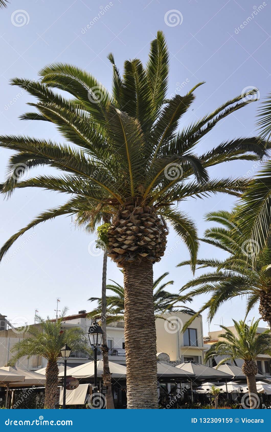 Palm Tree in the Public Park Garden from the Rethymno City of Crete in ...