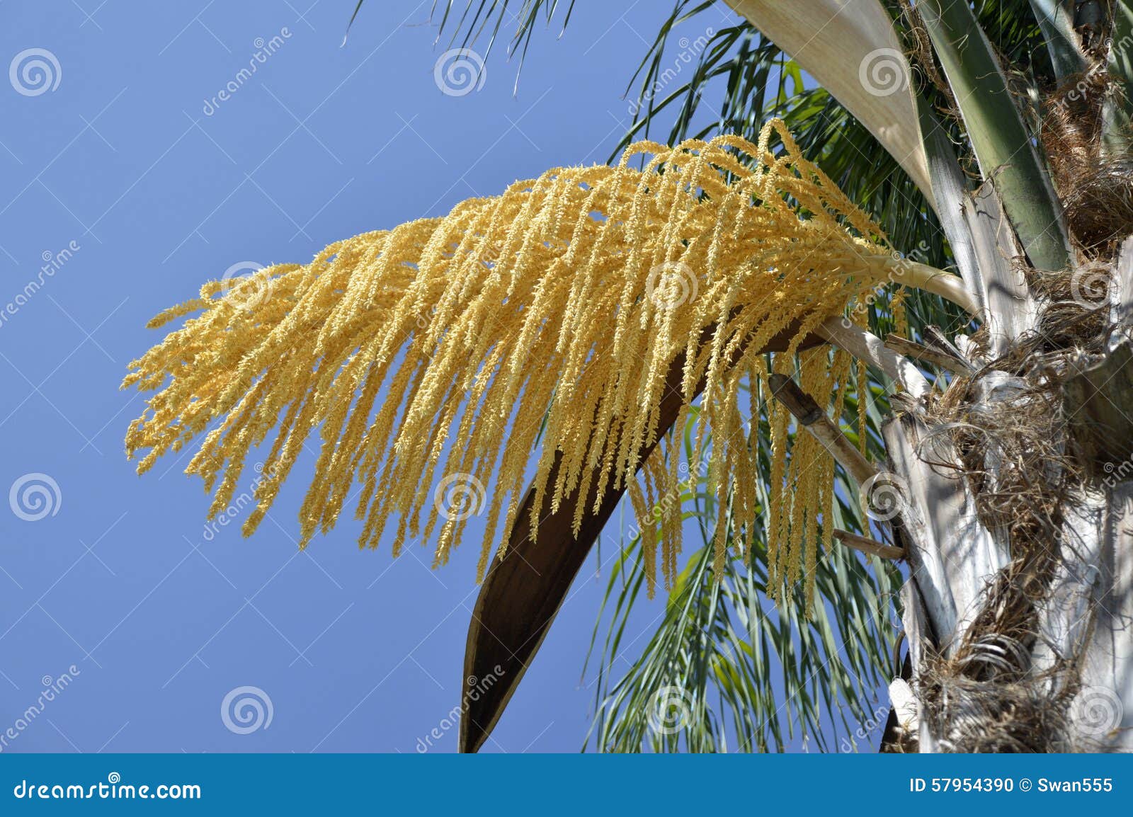 Palm tree seeds stock photo. Image of branch, date, background 57954390