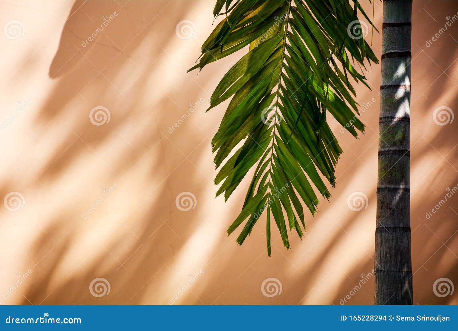 Palm Tree And Shadow On A Concrete Wall. Stock Photo - Image of