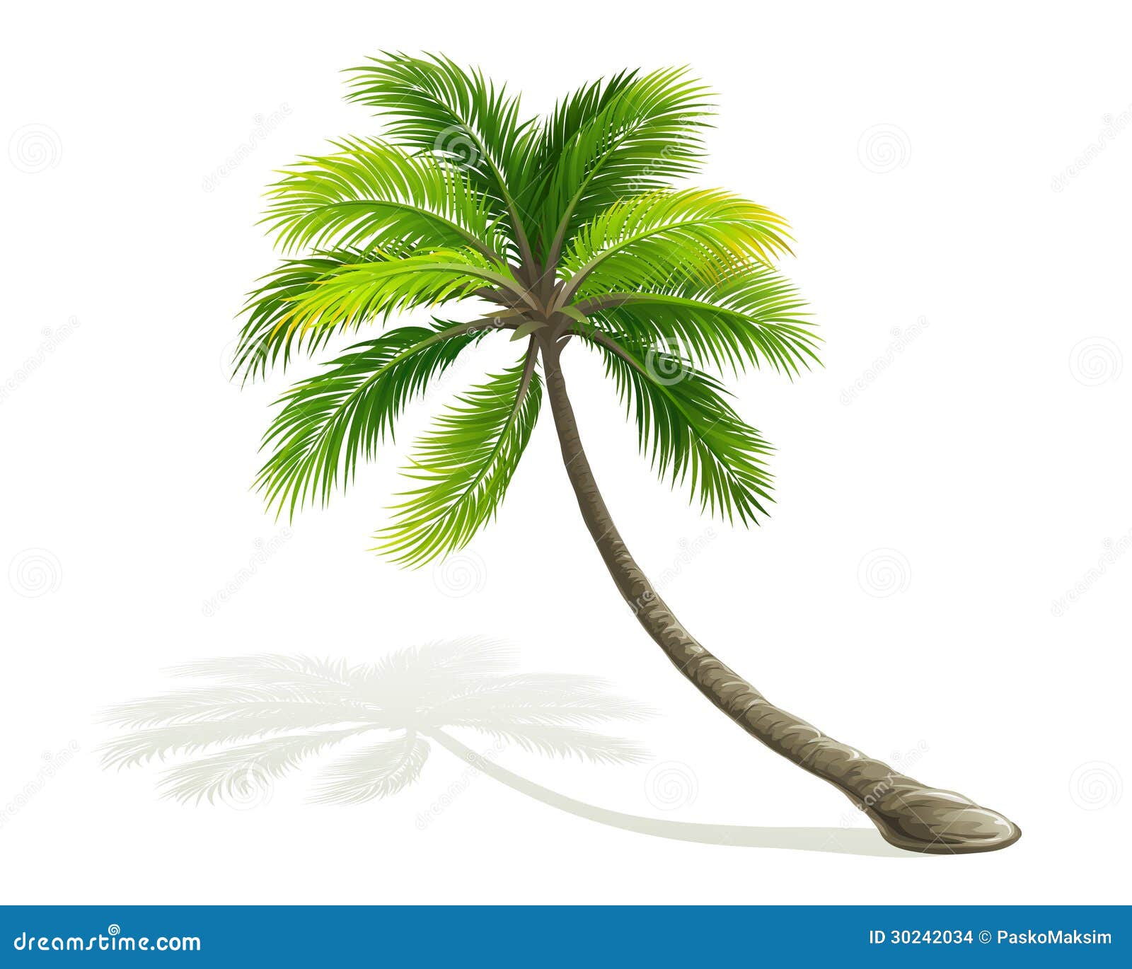 palm tree