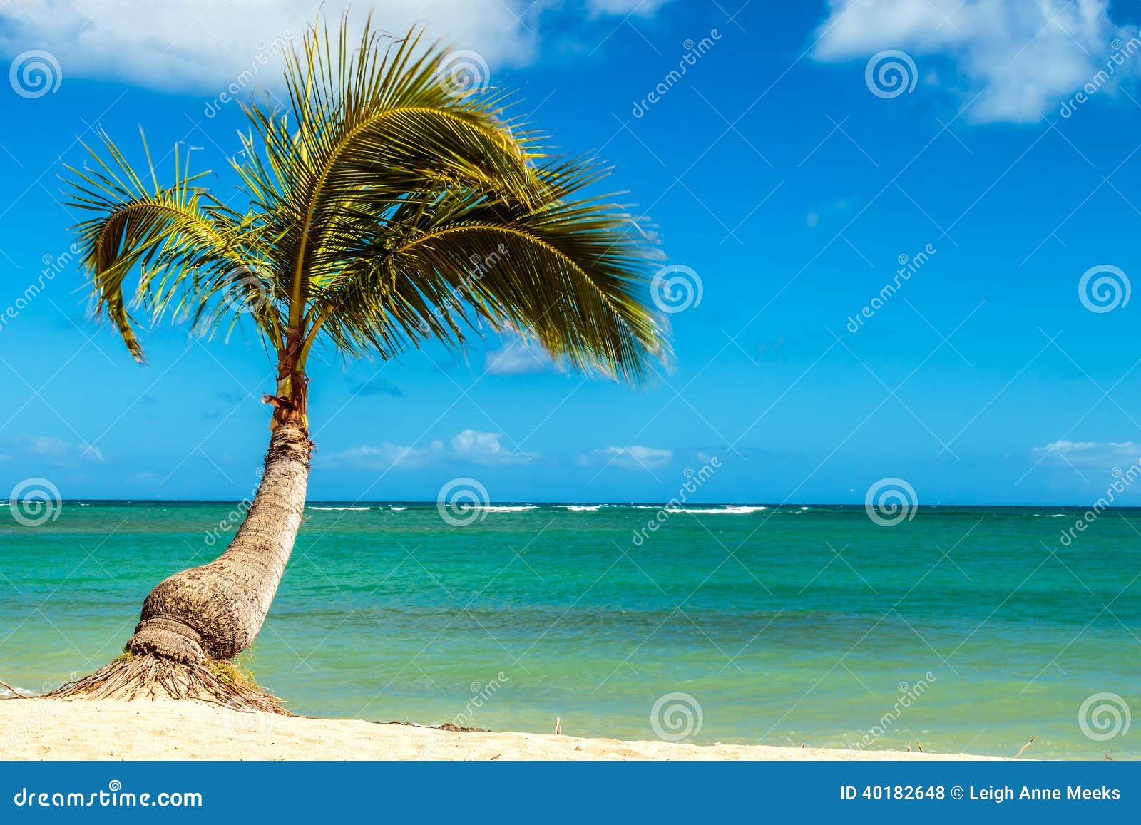 Palm Tree at the Shore stock photo. Image of hawaii, palm - 40182648