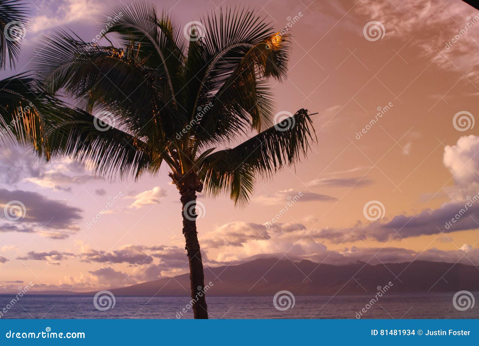 Palm Tree Silhouette Against Blue And Yellow Sunset Sky Hawaii Stock