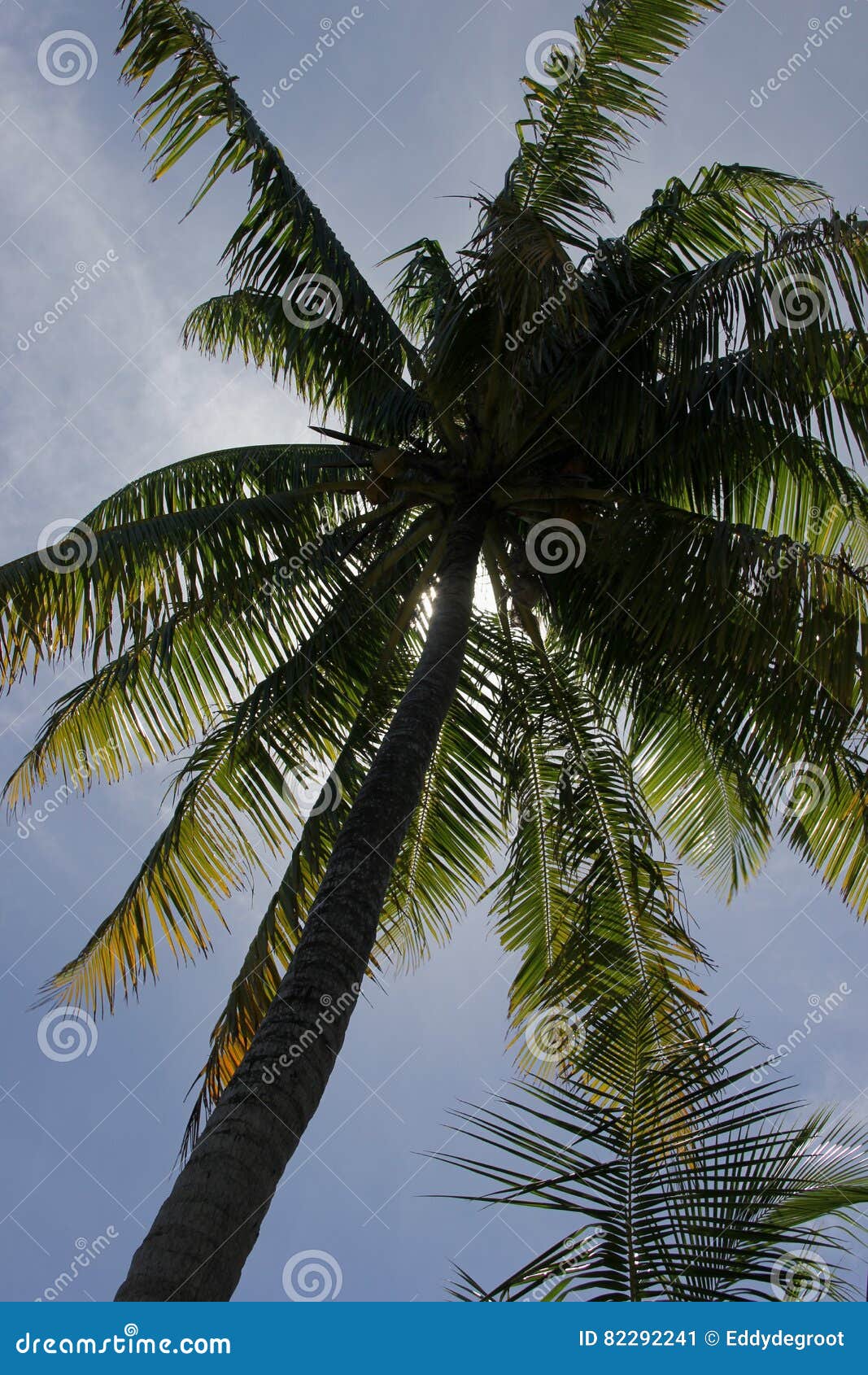 Palm Tree stock image. Image of destination, life, black - 82292241