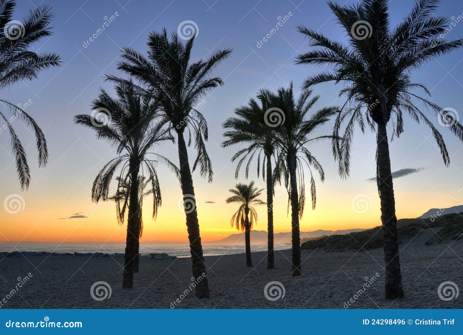 palm tree silhouettes - costa del sol