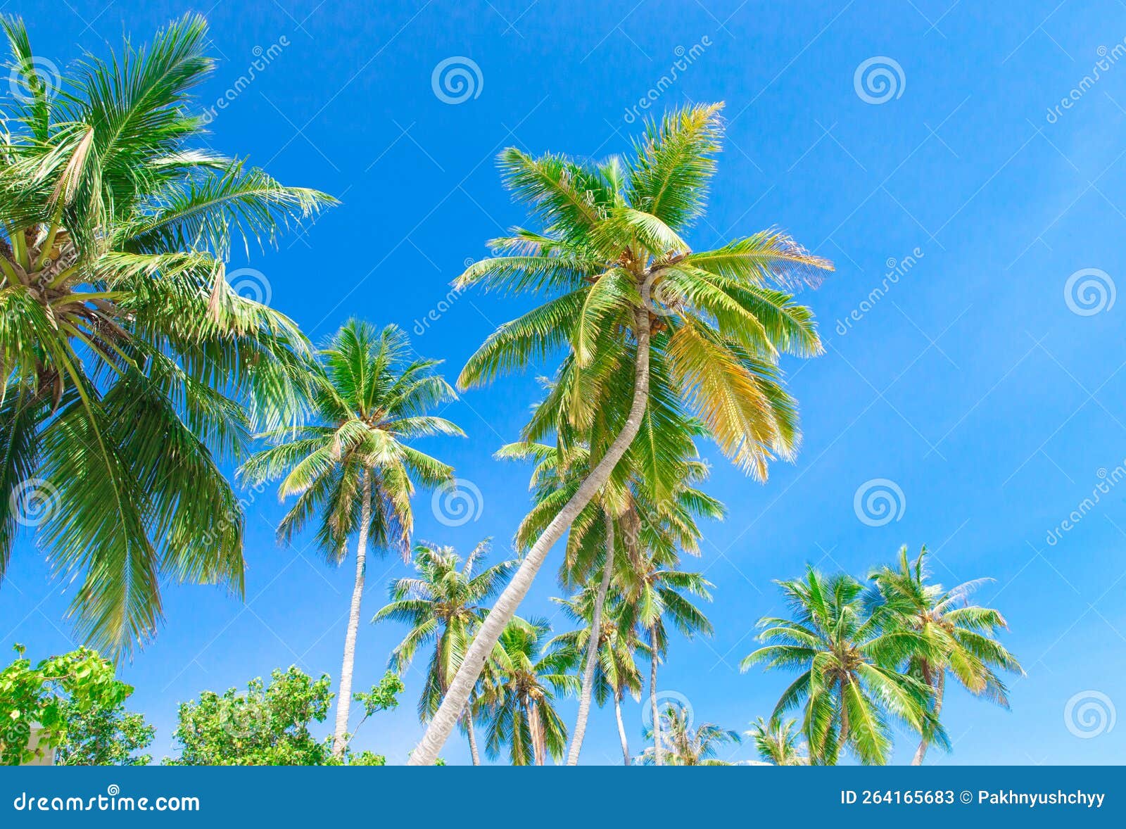 Palm Tree On Sky Stock Image Image Of Lawn Flora Garden 264165683 palm-tree-on-sky-stock-image-image-of-lawn-flora-garden-264165683