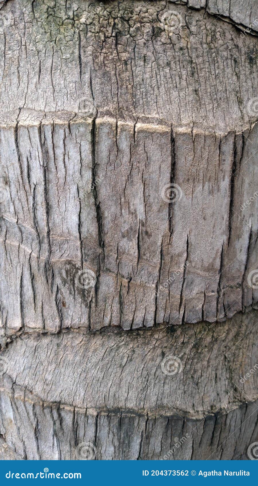 Palm Tree Surface stock photo. Image of wall, terrain 204373562