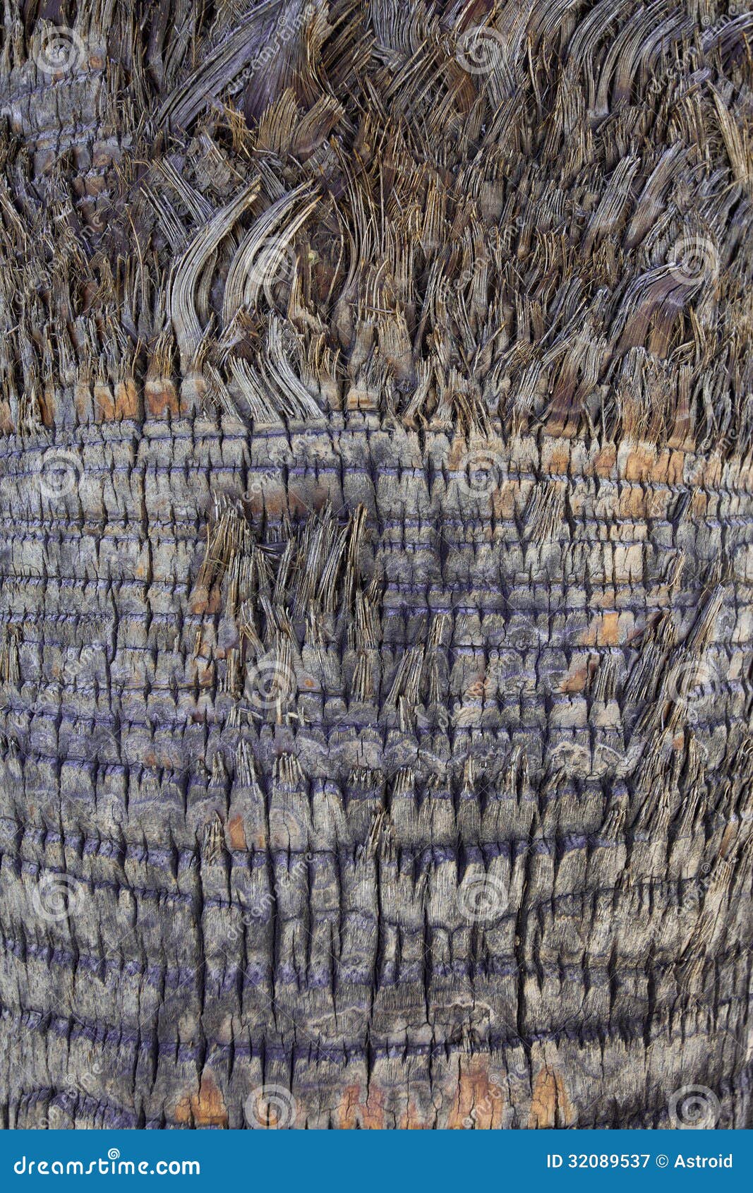 Palm tree surface stock image. Image of concept, mosaic 32089537