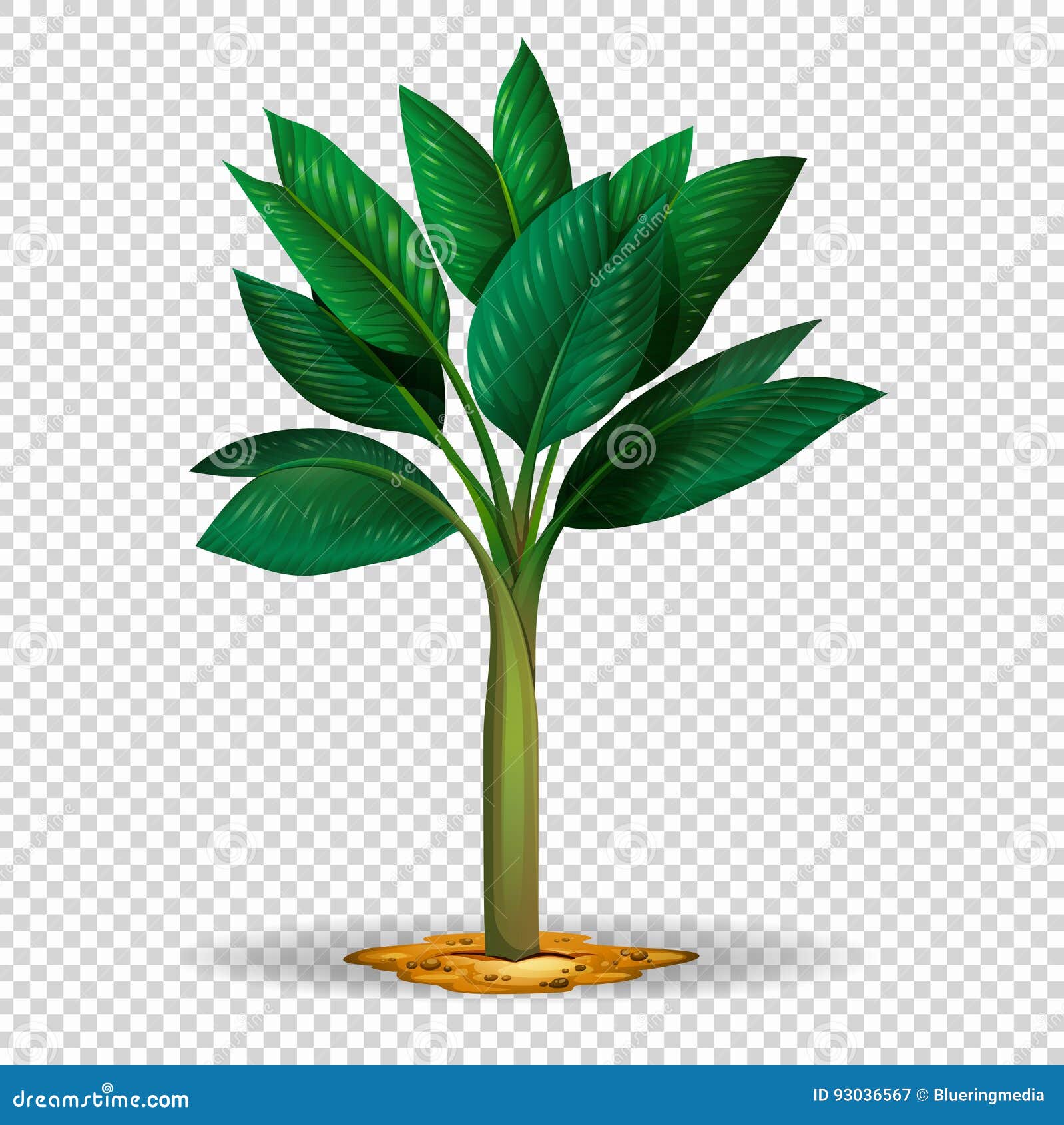 Palm Tree on Transparent Background Stock Vector - Illustration of leaf ...