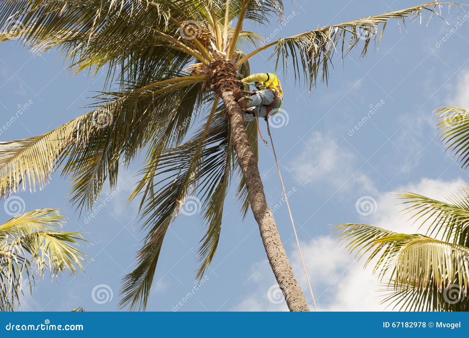 Palm Tree Trimmer editorial stock photo. Image of palm 67182978