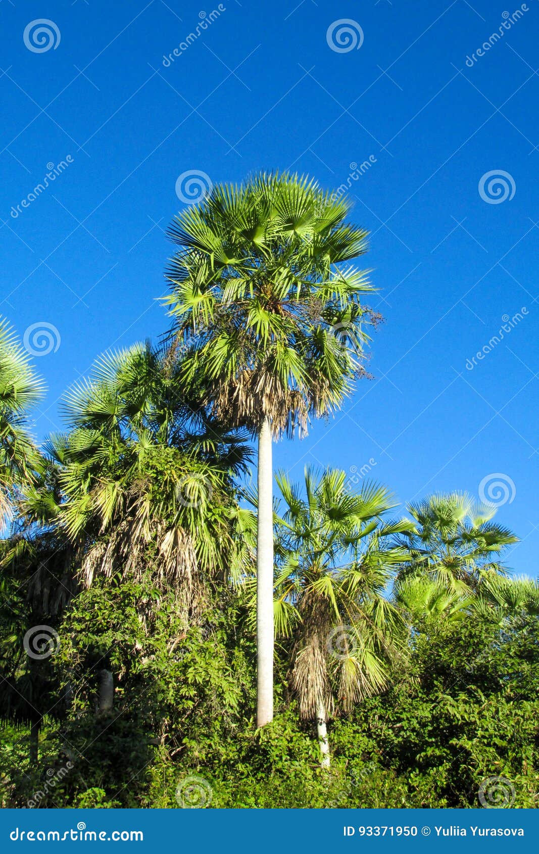 Palm tree in tropic stock photo. Image of scenery, plant 93371950