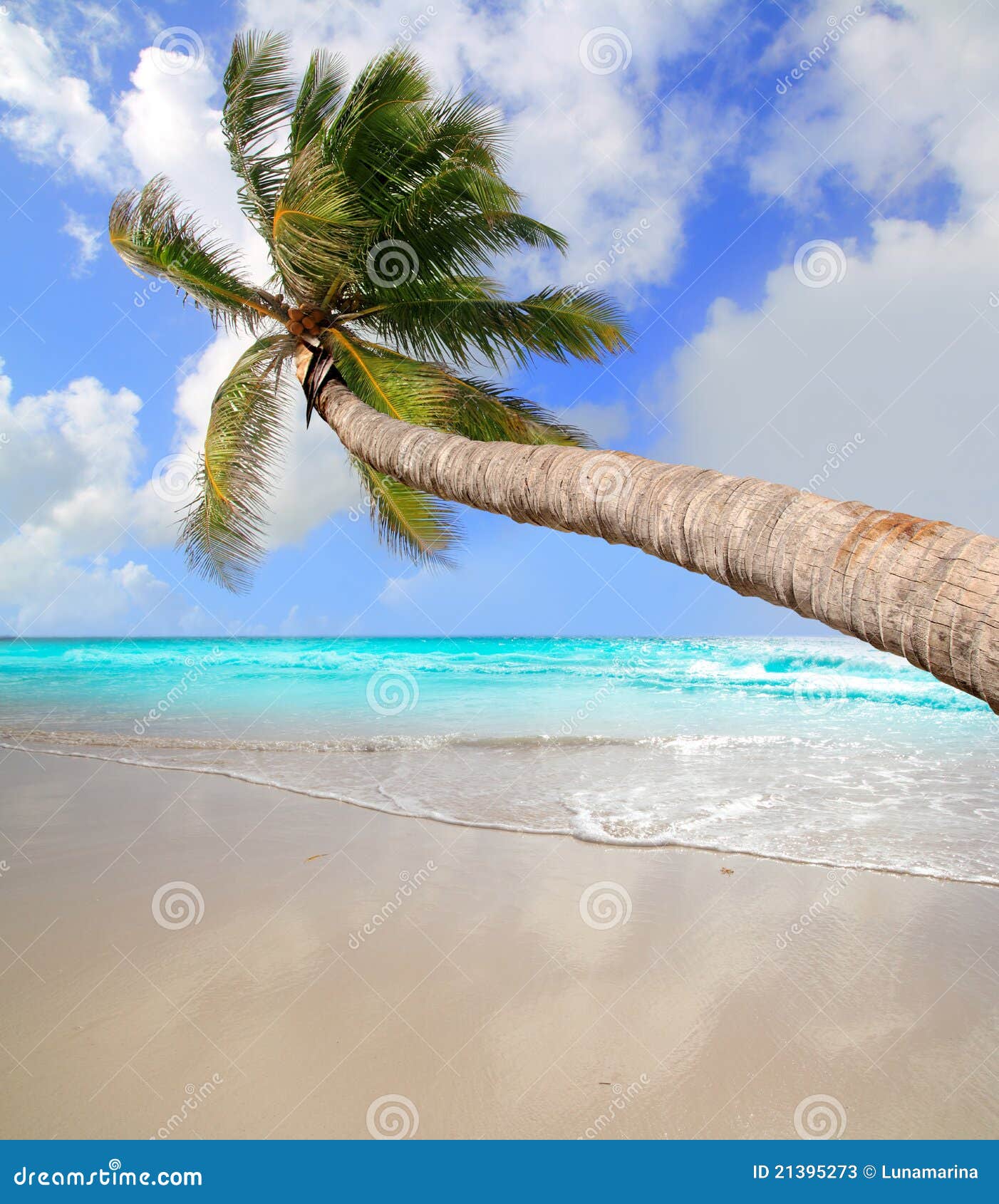 Palm Tree in Tropical Perfect Beach Stock Image - Image of riviera ...