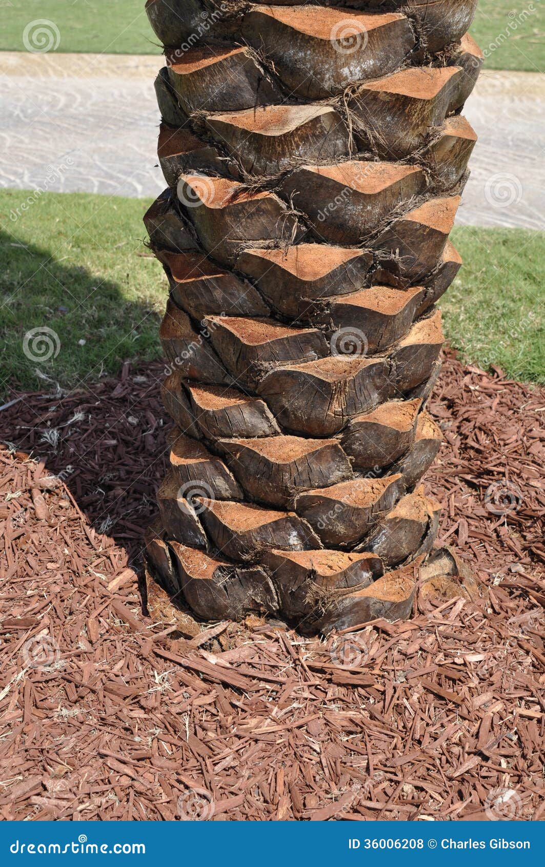 Palm tree trunk stock photo Image of flora branches 