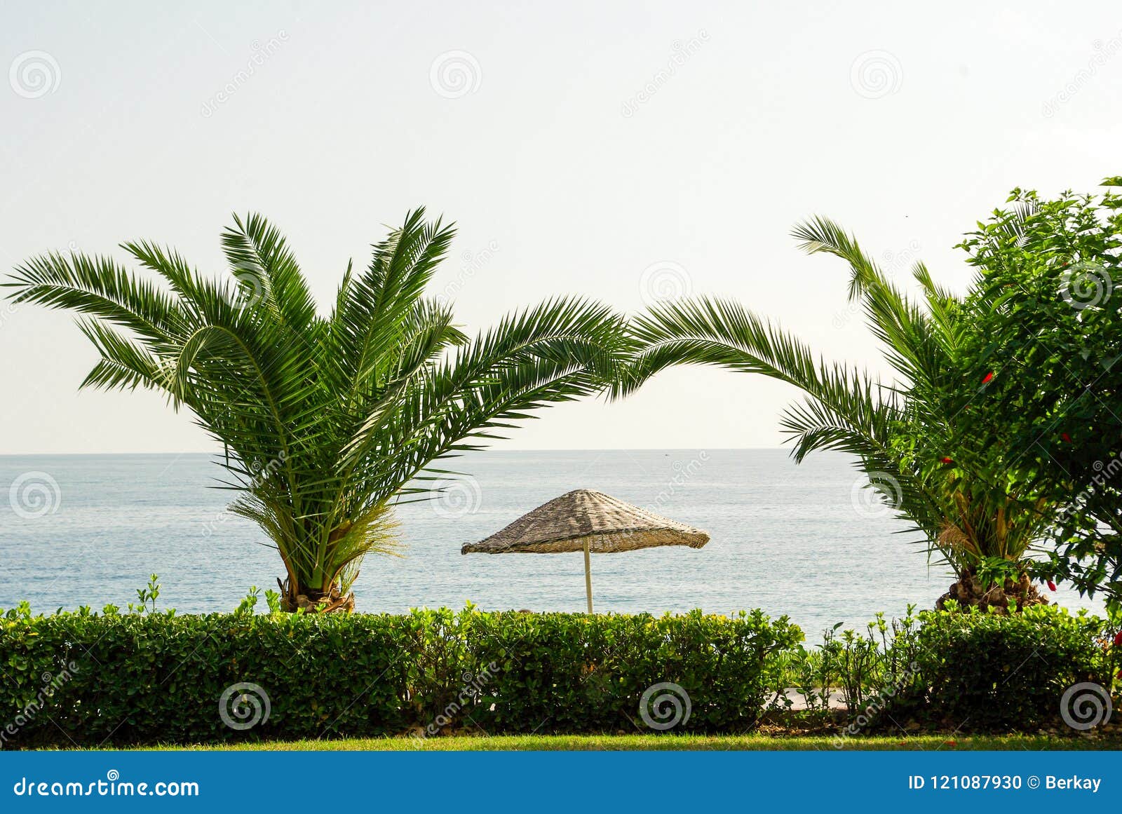 palm tree, umbrella and the sea