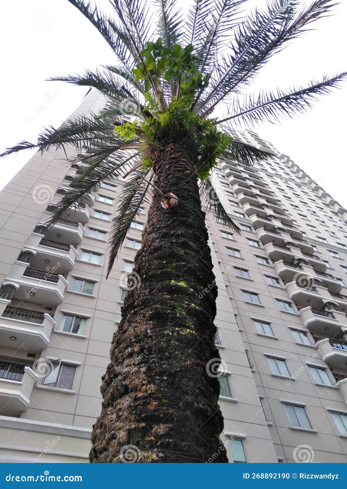 Palm Tree Under High Building Stock Photo Image of tree, leaf 268892190