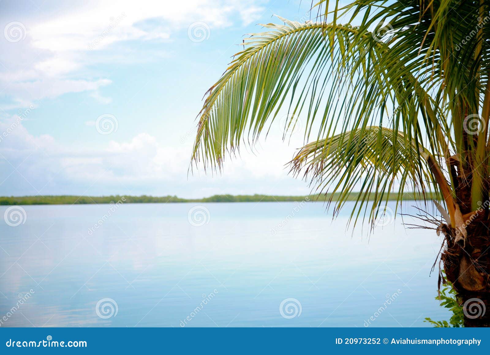 Palm Tree by Water stock photo. Image of ocean, exotic 20973252