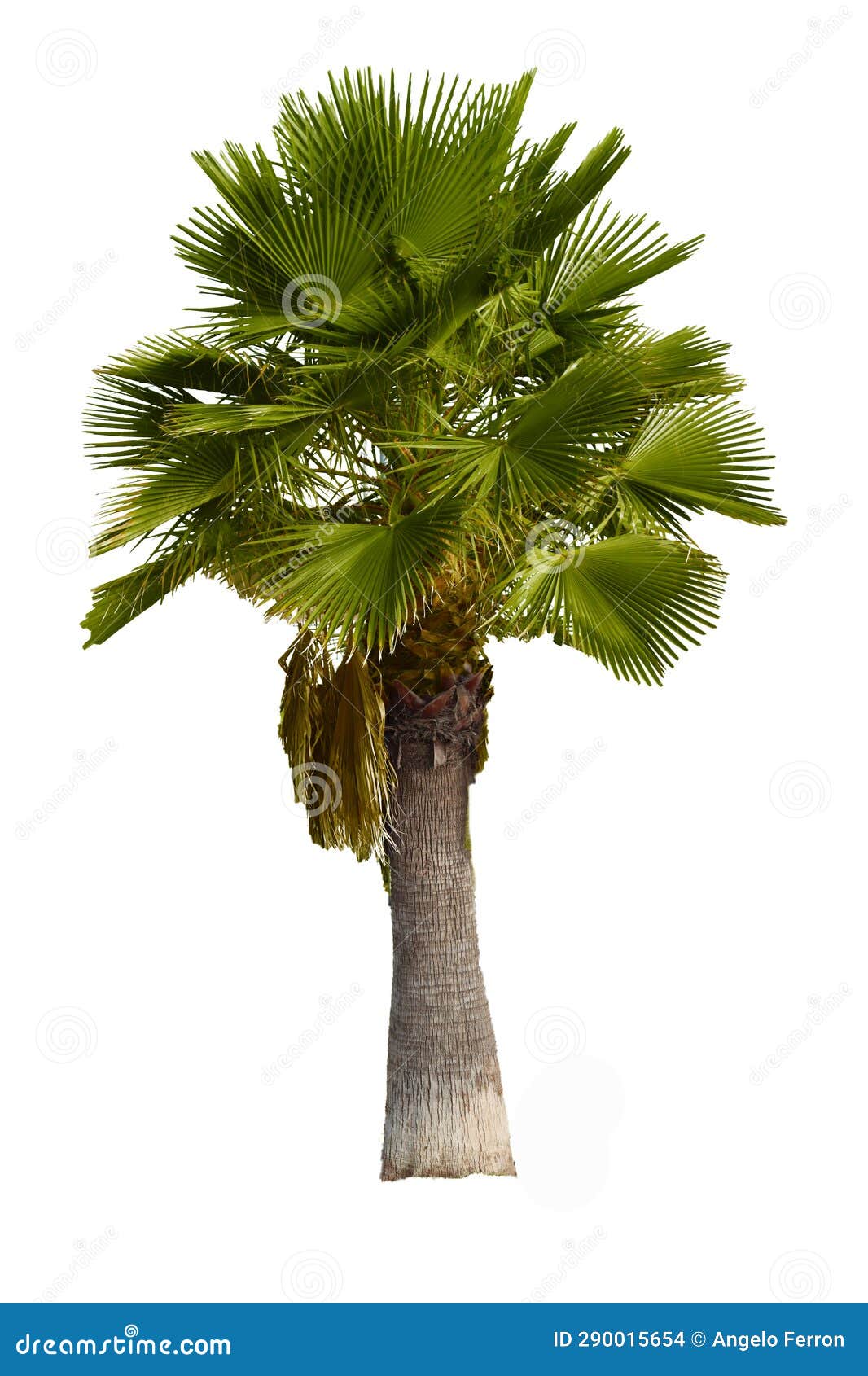 Palm Tree on White Background- Stock Photo - Image of foliage, plant ...