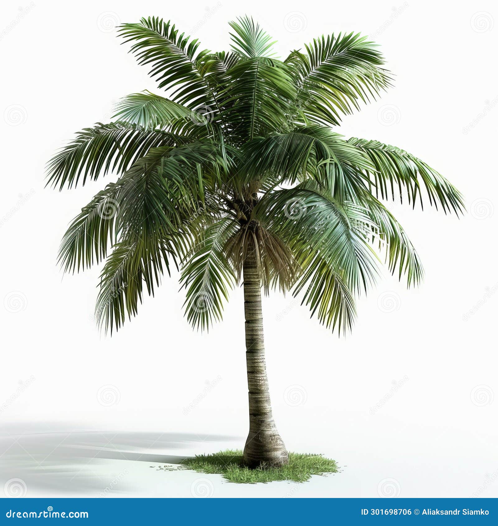 A Palm Tree on a White Background Stock Illustration - Illustration of ...