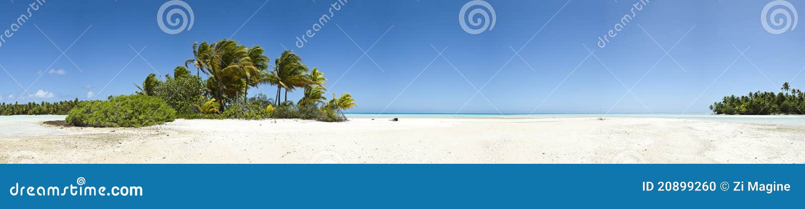 palm tree and white sand beach panoramic view