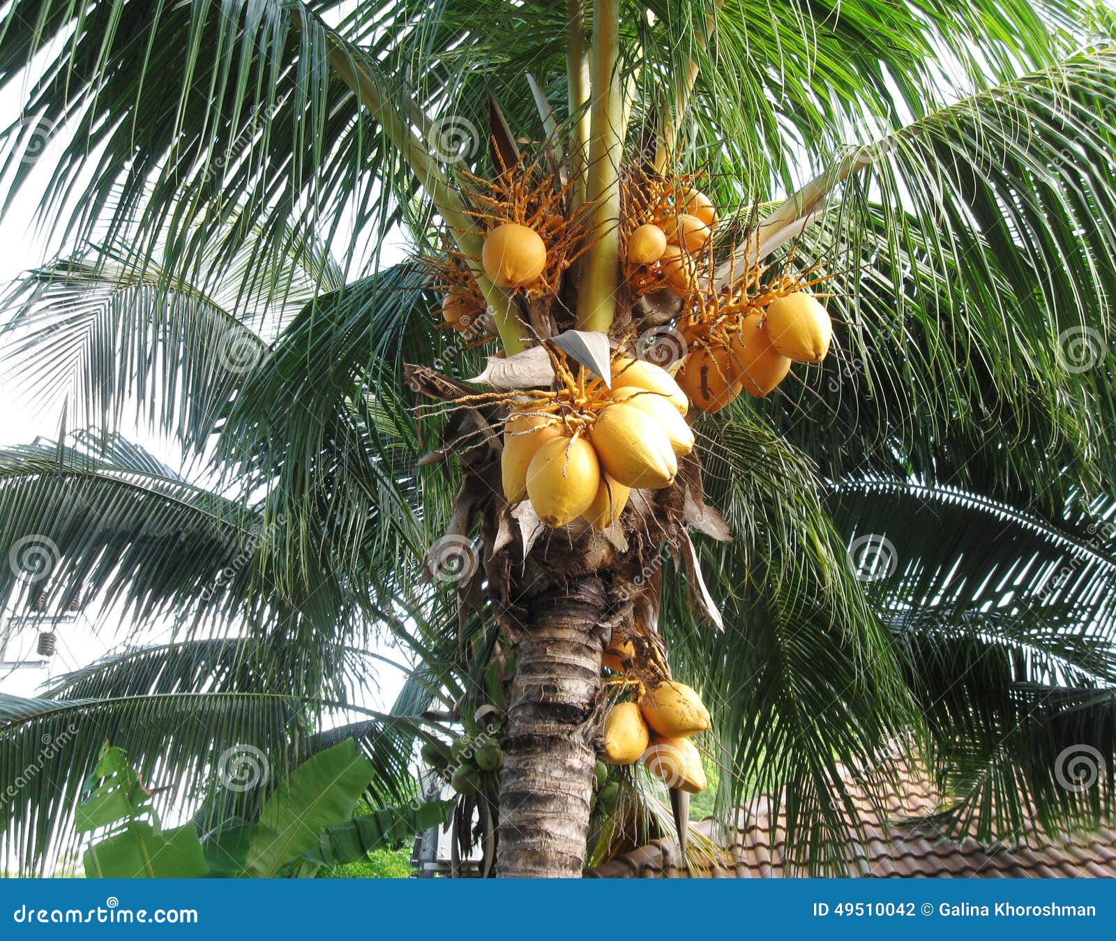 Palm Tree with Yellow Coconuts. Stock Photo Image of bunch, trunk