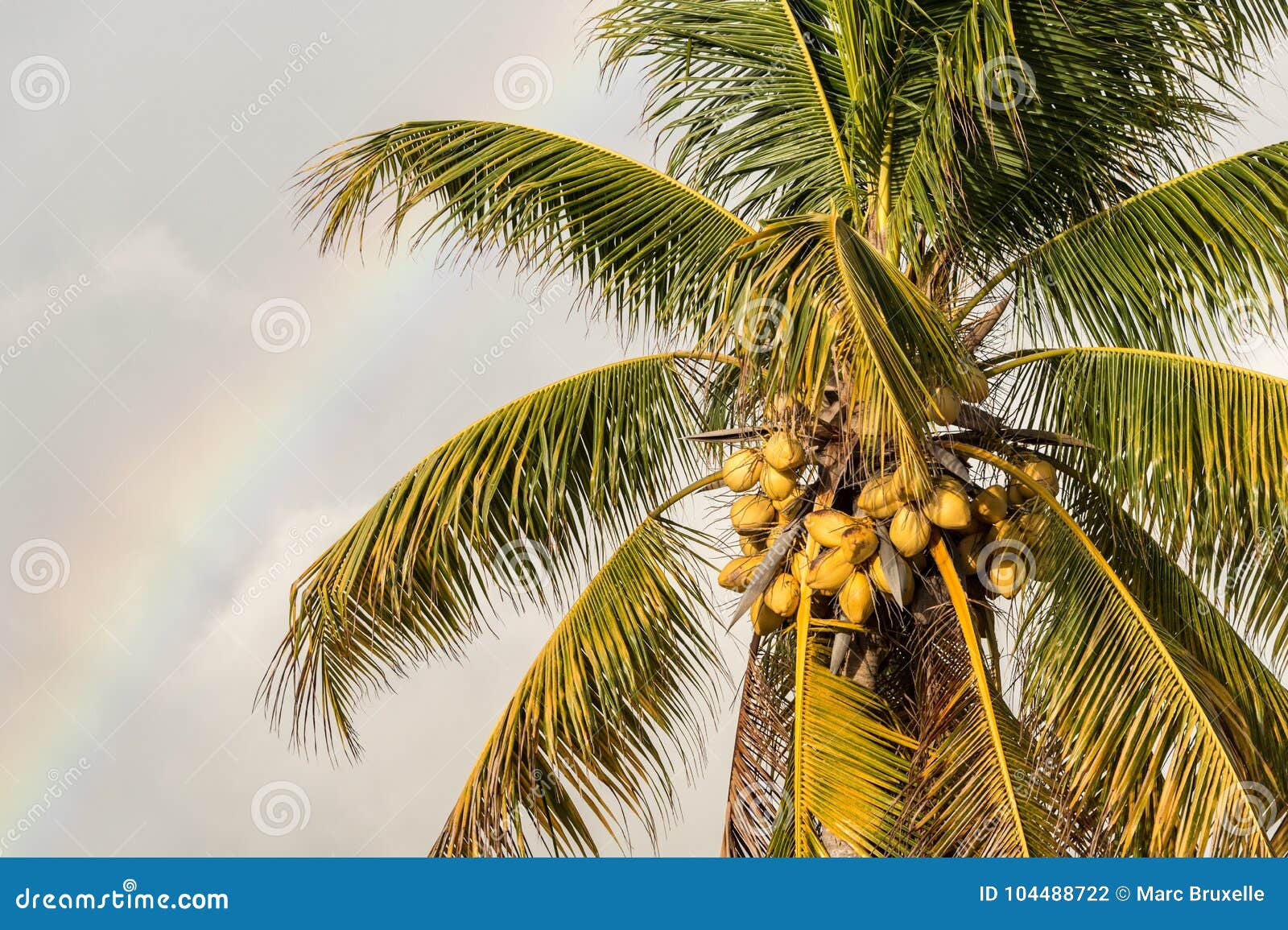 Yellow Coconuts On Palm Tree Stock Photography