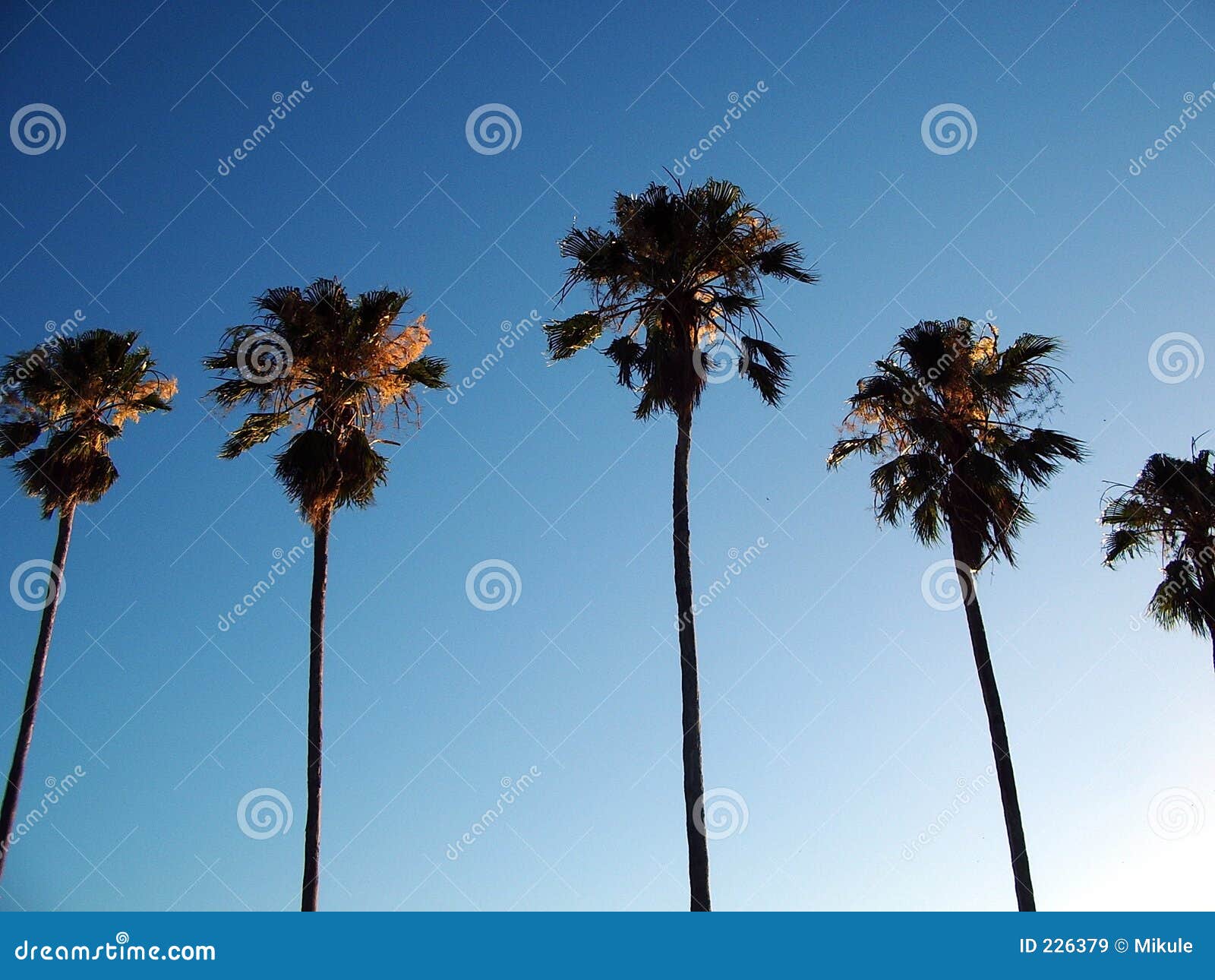Palm Trees stock image. Image of palm, tropical, perth 226379