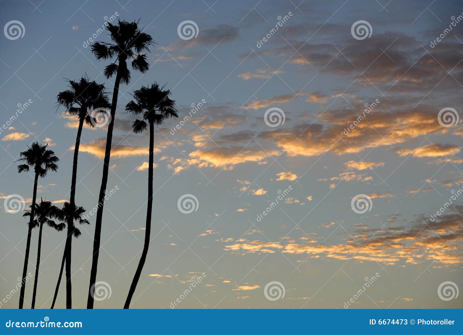 Palm Trees stock image. Image of beauty, nature, caribbean - 6674473