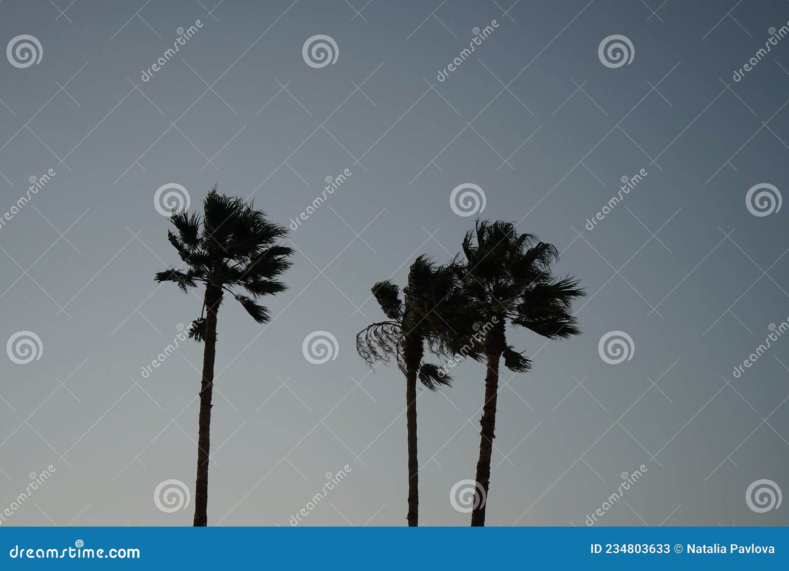 palm trees against the background of the evening sky. kolimpia, rhodes, greece