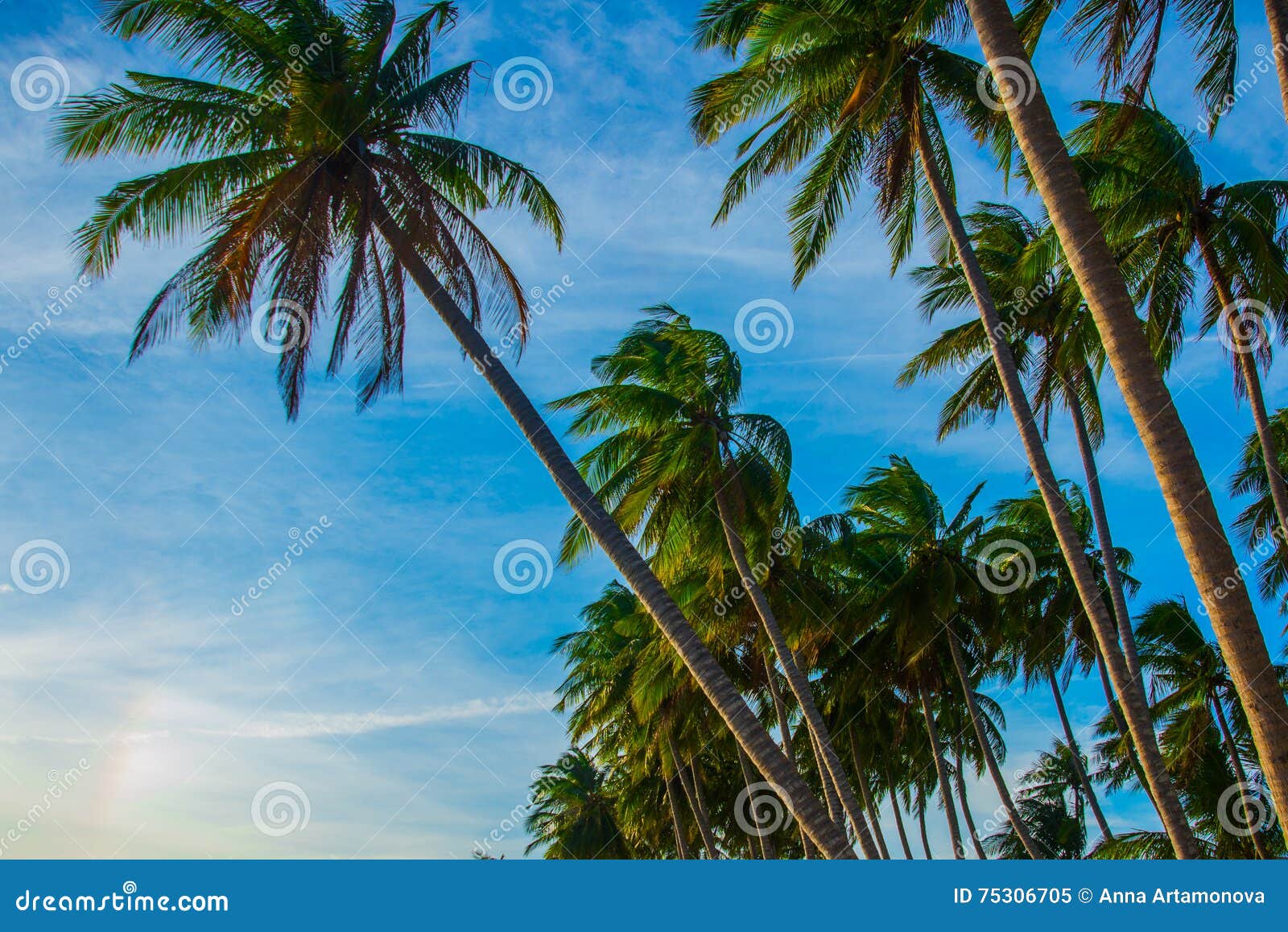 Palm Trees Against Blue Sky.Vietnam, Mui Ne, Asia Stock Image - Image ...