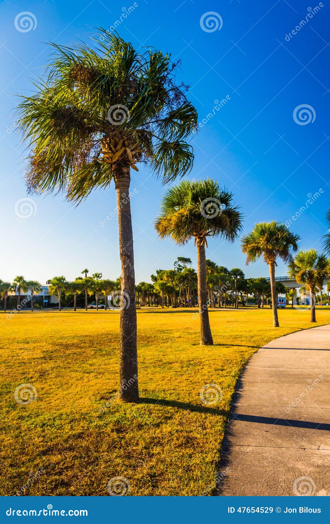 Palm Trees Along a Path in Daytona Beach, Florida. Stock Image Image