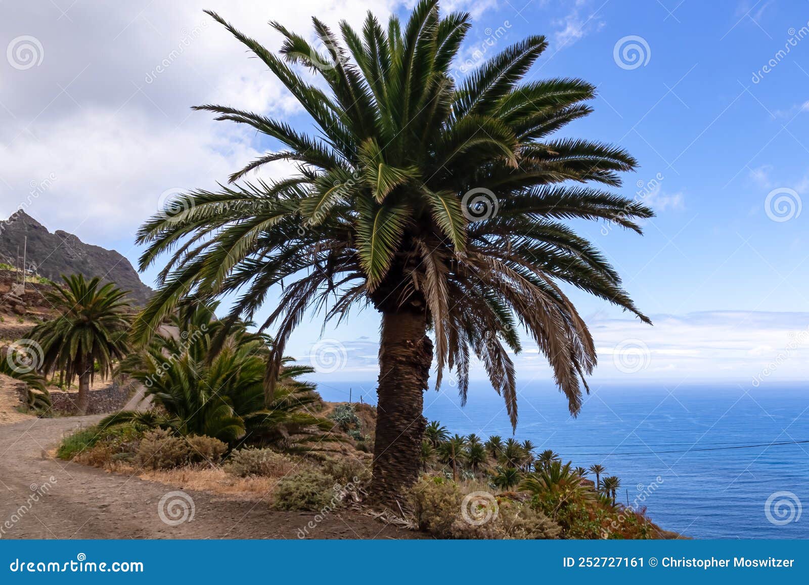 palm trees along the scenic coastal hiking trail in anaga mountain range on tenerife, canary islands, spain, europe
