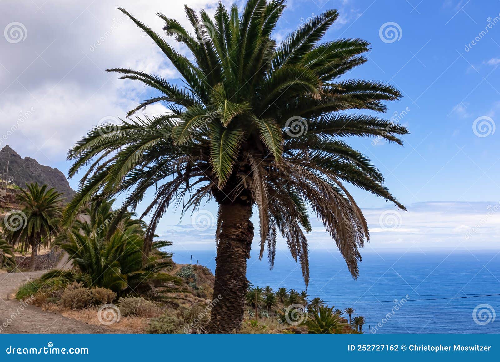 palm trees along the scenic coastal hiking trail in anaga mountain range on tenerife, canary islands, spain, europe