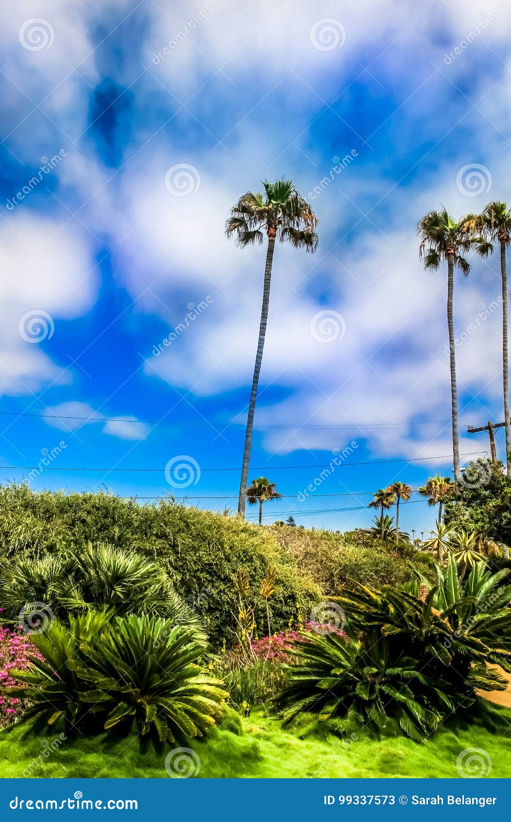 Palm Trees In San Diego S Meditation Garden Stock Image Image Of