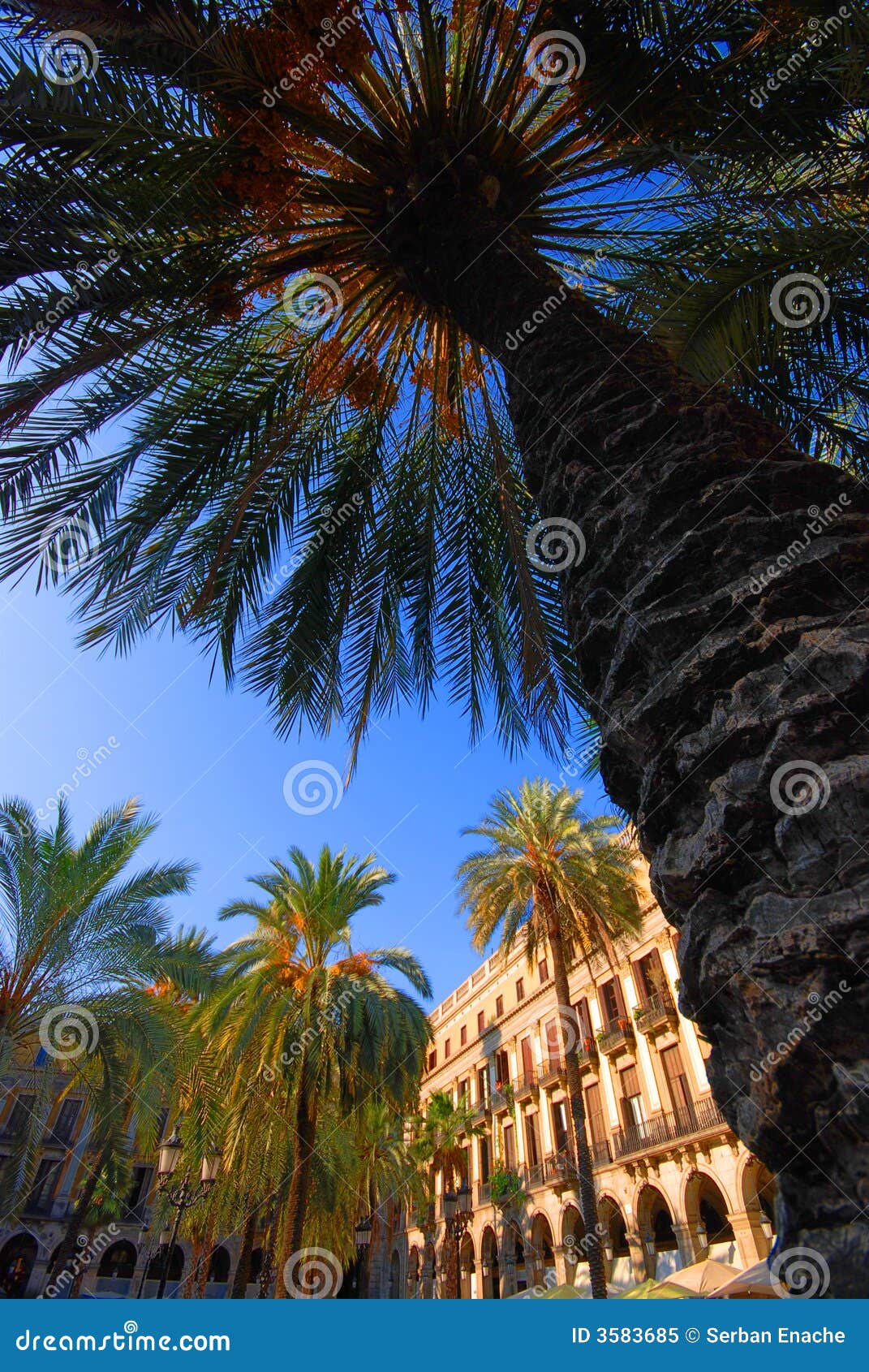 palm trees in barcelona plaza