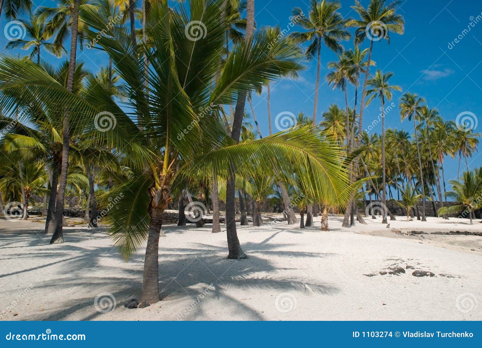 Palm trees on the beach stock photo. Image of polynesia - 1103274