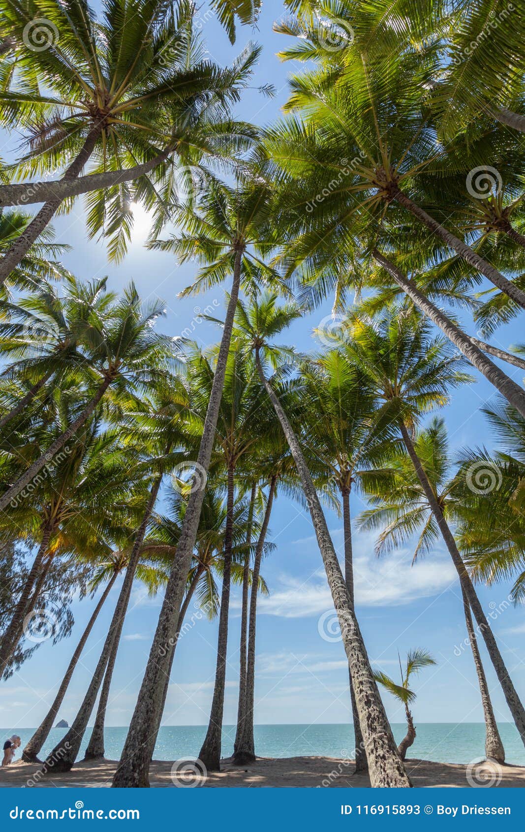 Palm Trees on the Beach at the Day Time in the Sun Stock Image - Image ...