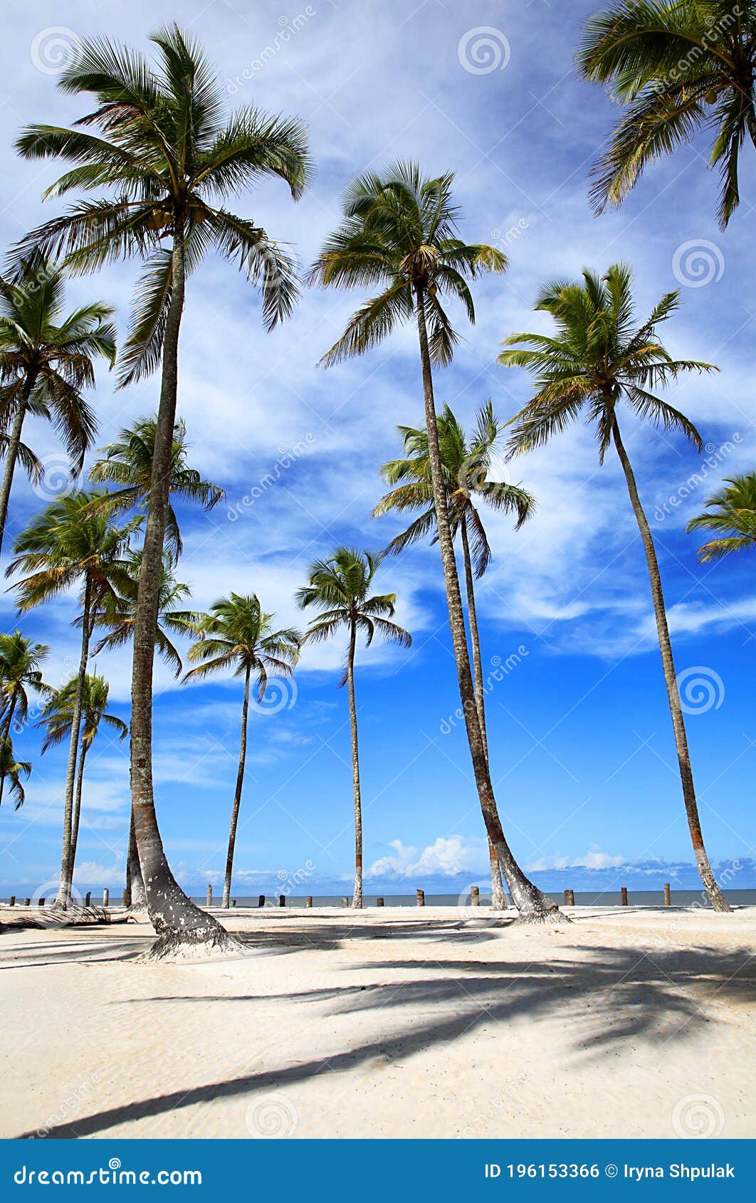 Palm Trees on the Beach, Praia Da Costa, Canavieiras, Bahia, Brazil ...