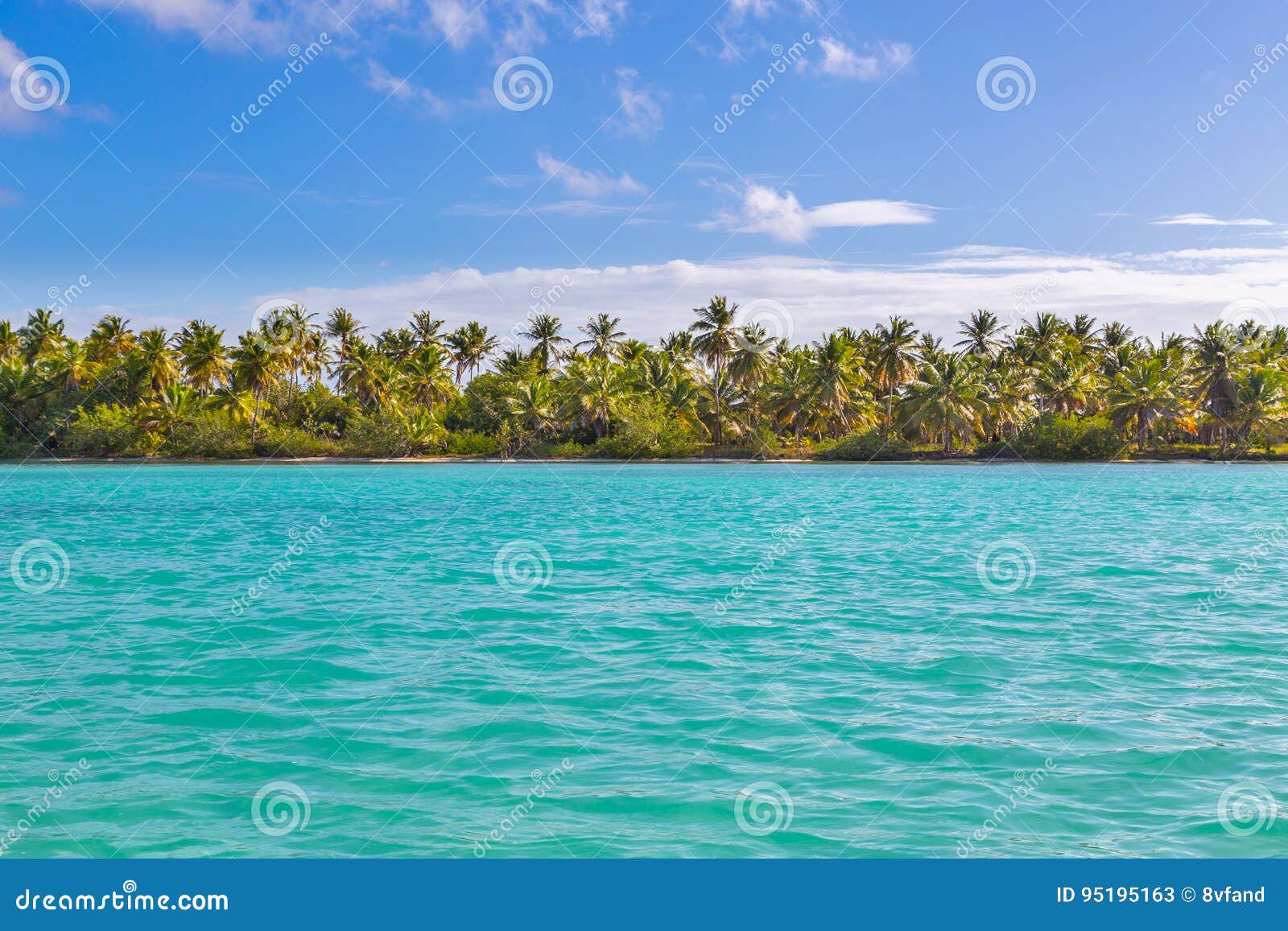 palm trees on the beach of isla saona