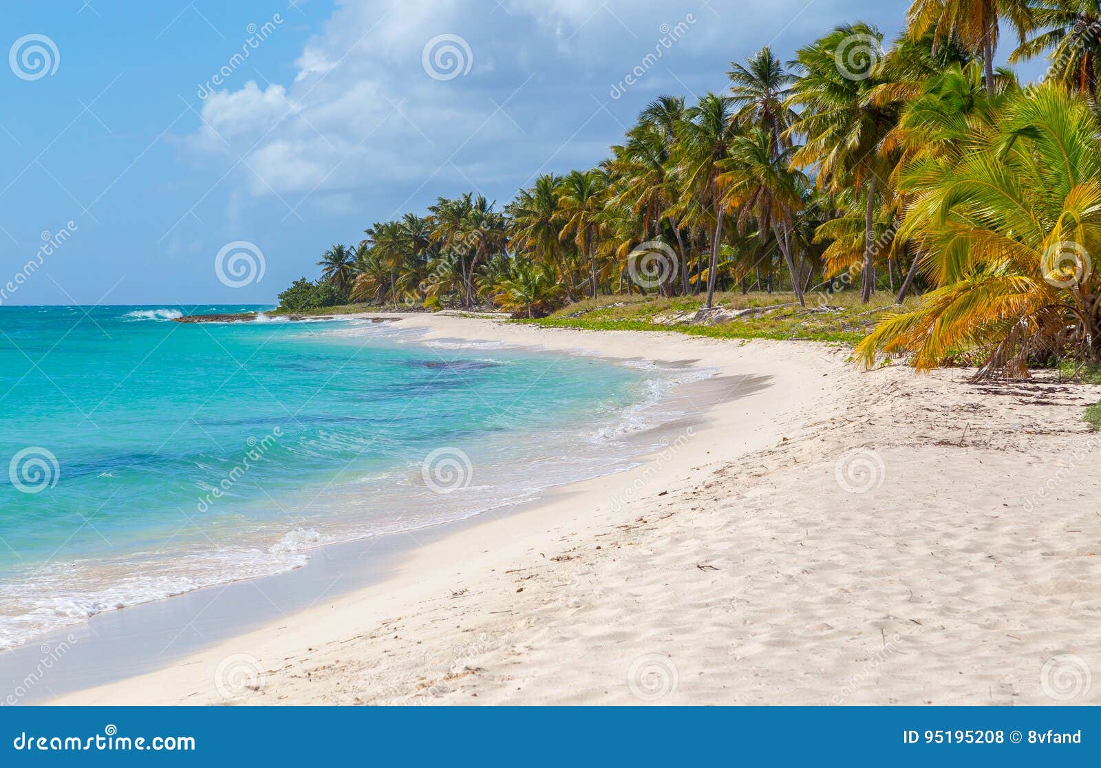 palm trees on the beach of isla saona