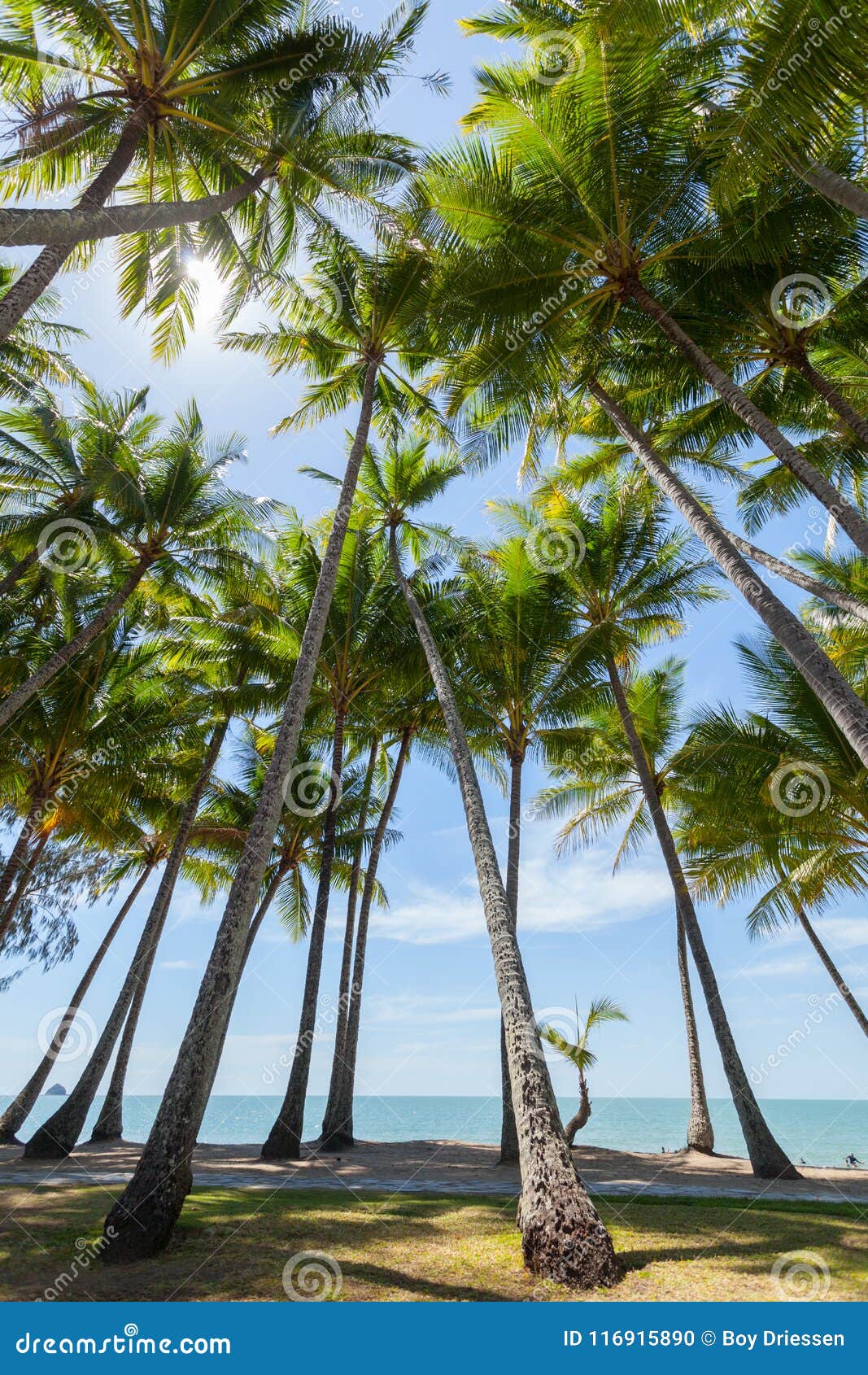 Palm Trees on the Beach at the Day Time in the Sun Stock Photo - Image ...