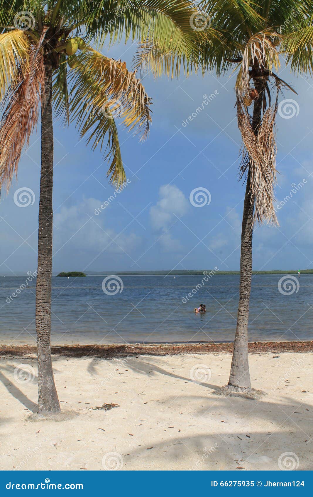 Palm trees at the beach stock image. Image of expensive 66275935